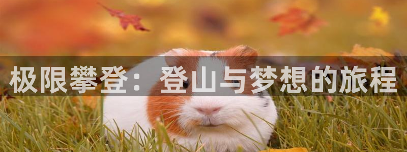 xc是什么意思网络用语：极限攀登：登山与梦想的旅程